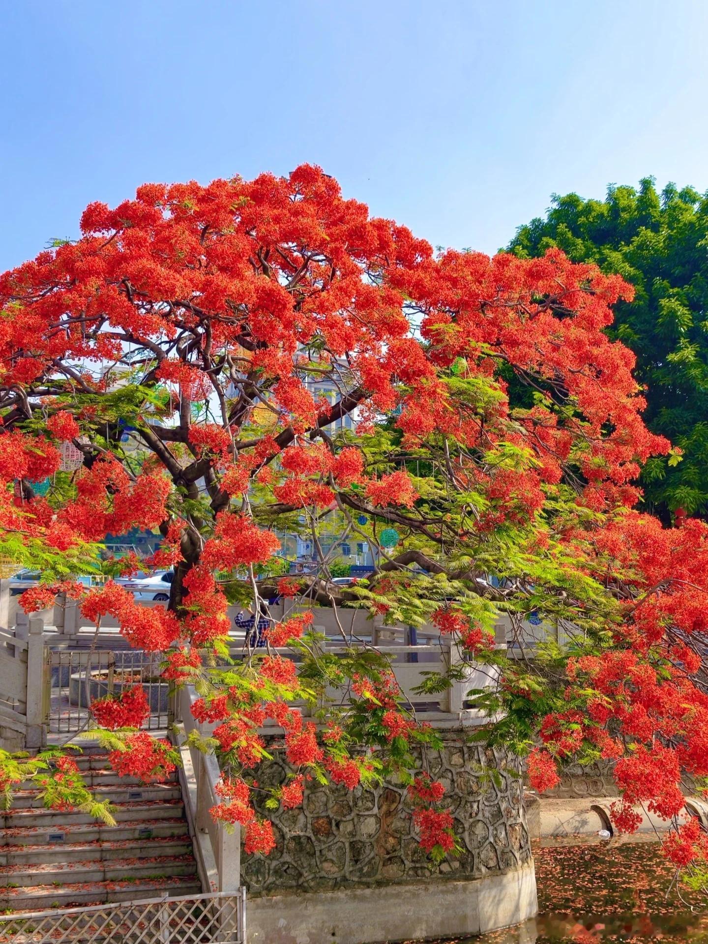 东莞这棵凤凰树红到失语！夏天的浪漫被它承包了🔥谁能想到东莞藏着这样一棵 “网红