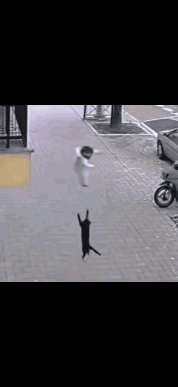 这猫配享太庙
这是拯救了一个家呀[祈祷]