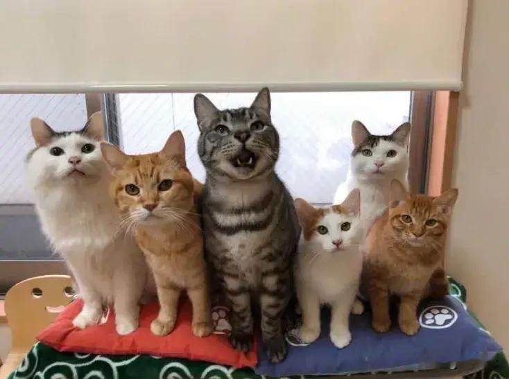 六只猫猫拍照，一个操碎了心[捂脸][捂脸][捂脸]