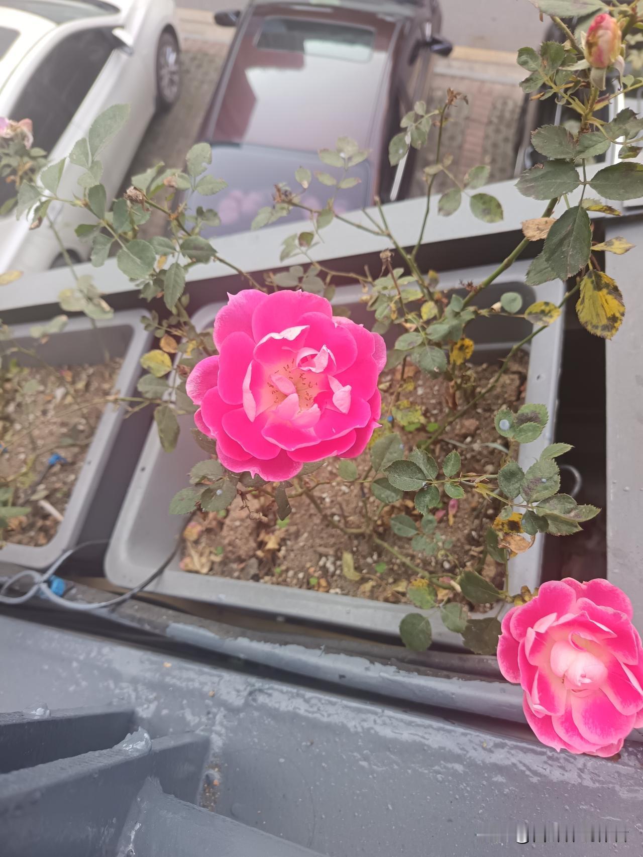 柳遇春雨枝枝翠
梅遇冬雪朵朵艳