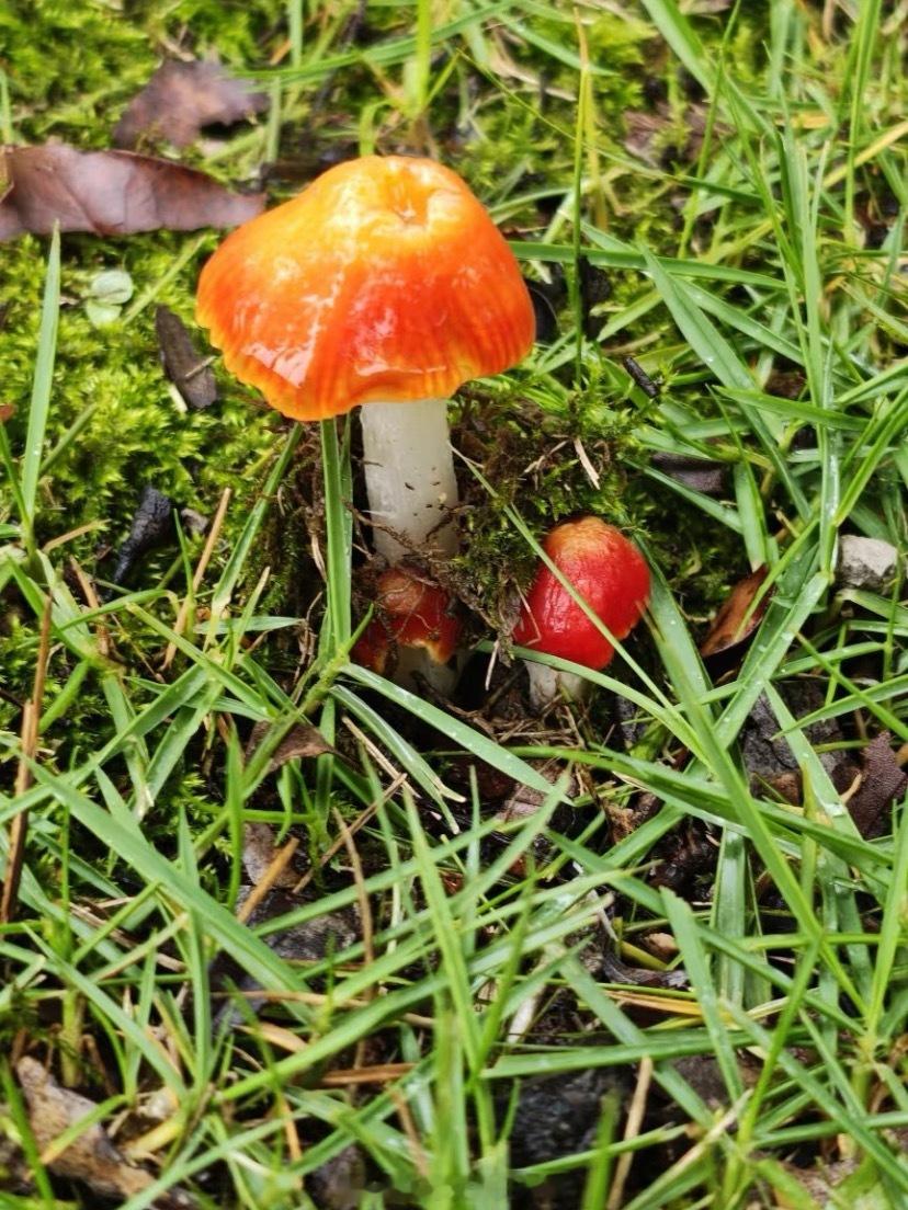 南方人也快过上云南人的好日子了连续的梅雨季，路边随处可见的小菌子。能不能吃不知道