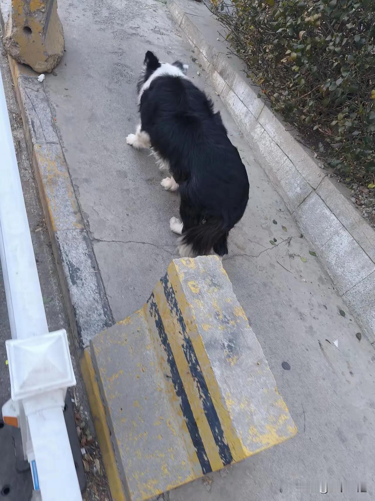 从1月1日起，遛狗不拴绳违法。这是真的吗？
这是一只边牧，它的主人是一位老太太，