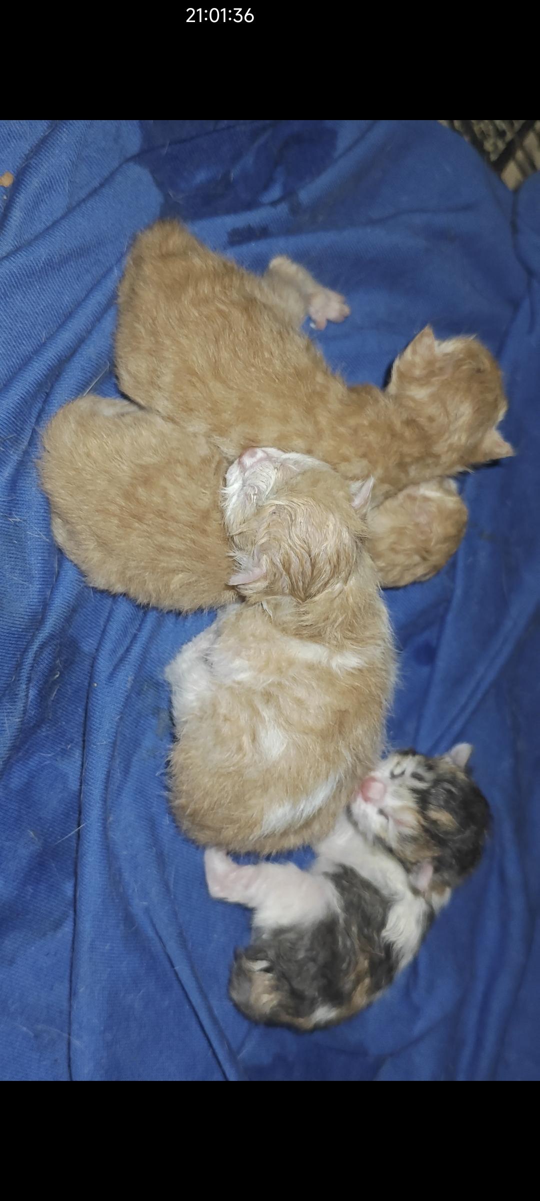 刚出生的小猫
猜猜一个月后它们能长多大？