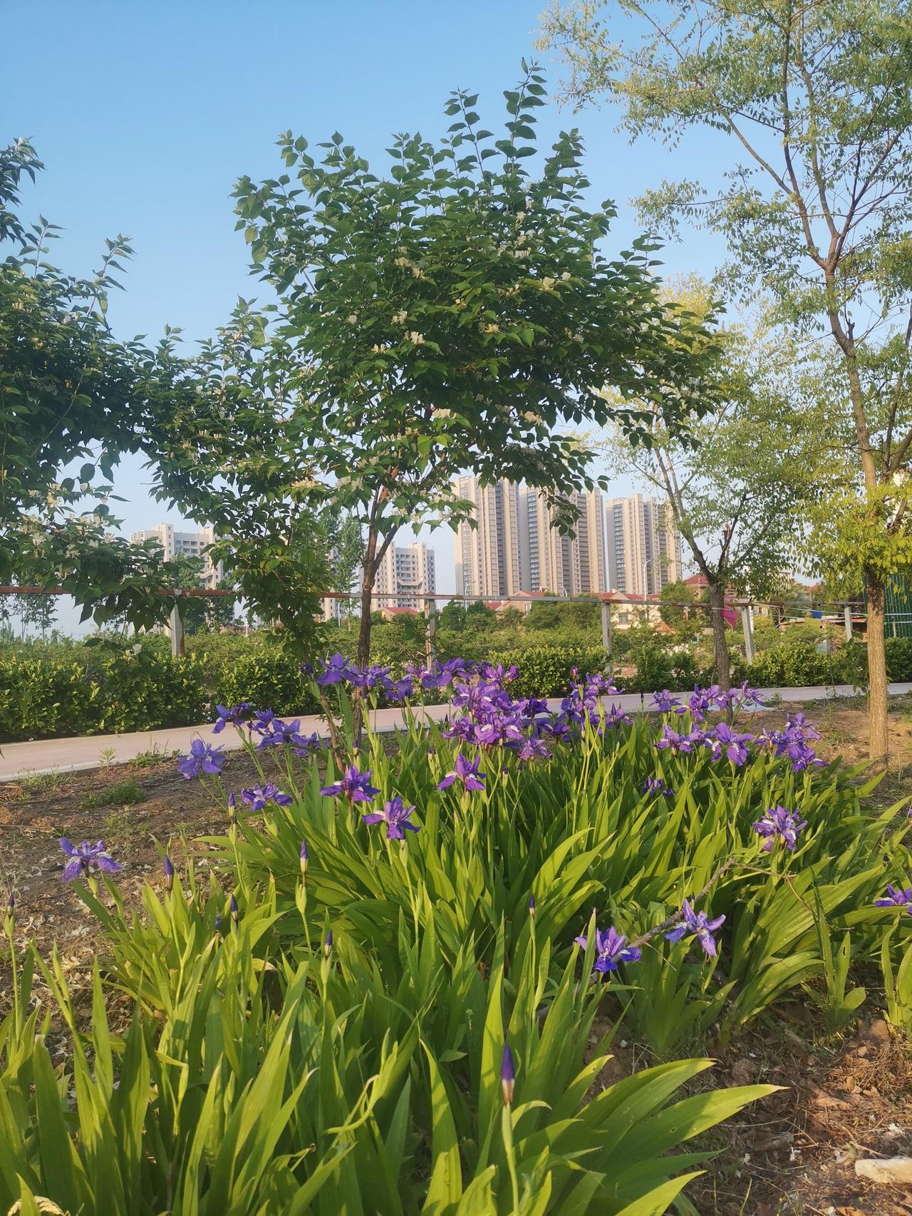 今年有一个很奇怪的反常现象，不知道大家发现了没有？
    百花之中，杏花是开得