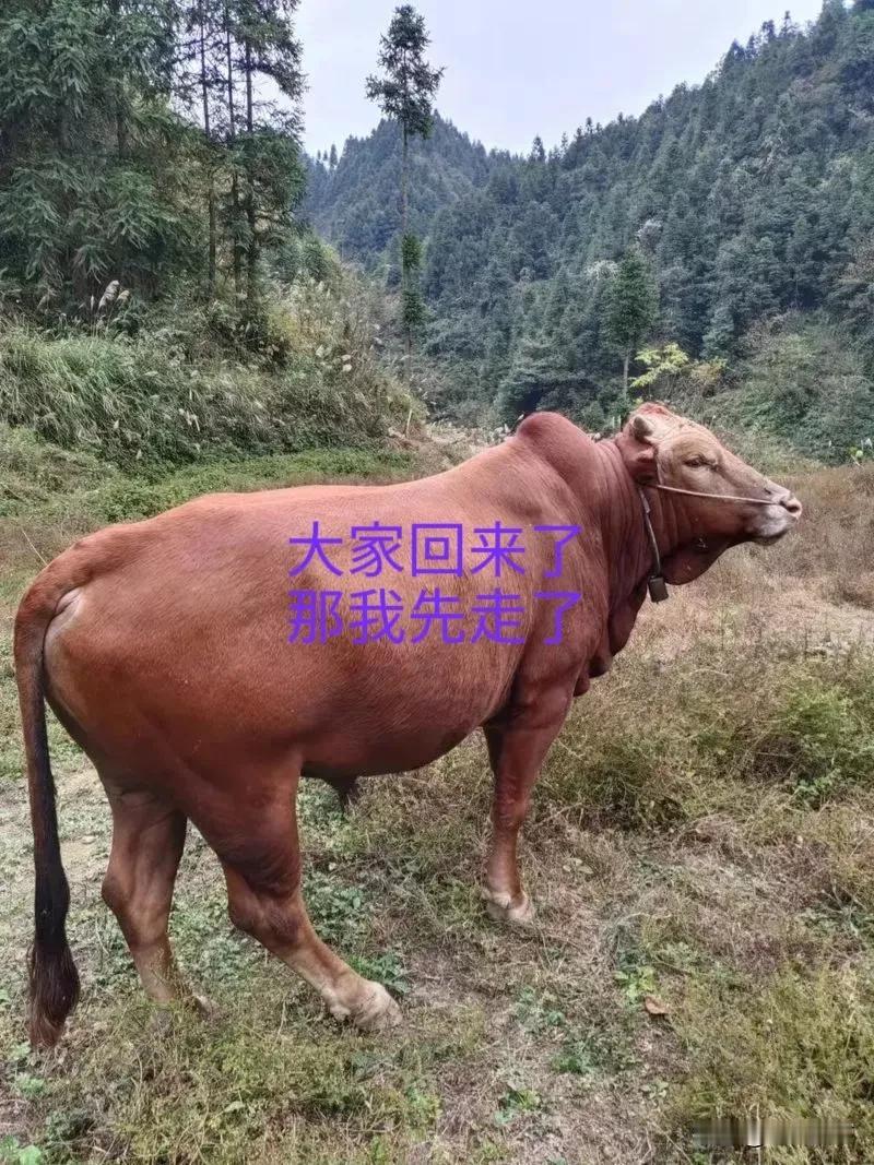 说好的永不炒股呢？
今天接到一个朋友的电话，喜滋滋的告诉我说，他和另一个哥们重新