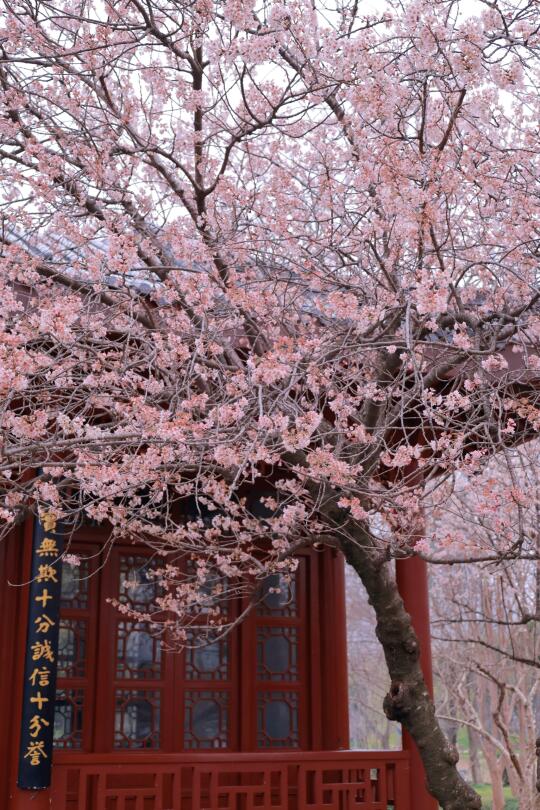 接下来的武汉，是万万次的春和景明🌸