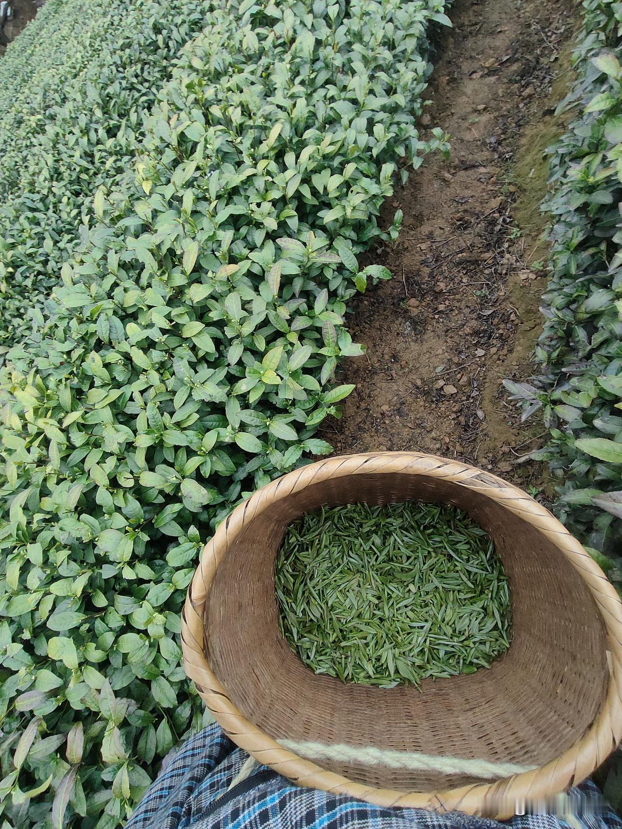 信阳毛尖开采，今天采茶叶天气真好。
今天采了一天，早上天刚亮，就吃饭上山了。
