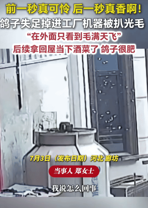 “哭笑不得！”河北廊坊，女子听到外面机器叮当响。没想到，是只鸽子掉进机器被扒光了