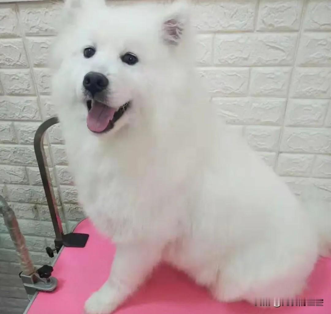 超萌雪球🐶，快乐的一天从微笑开始！