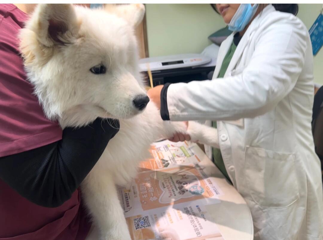 狗不肯出门以为病了，医生确诊为健康的懒狗 