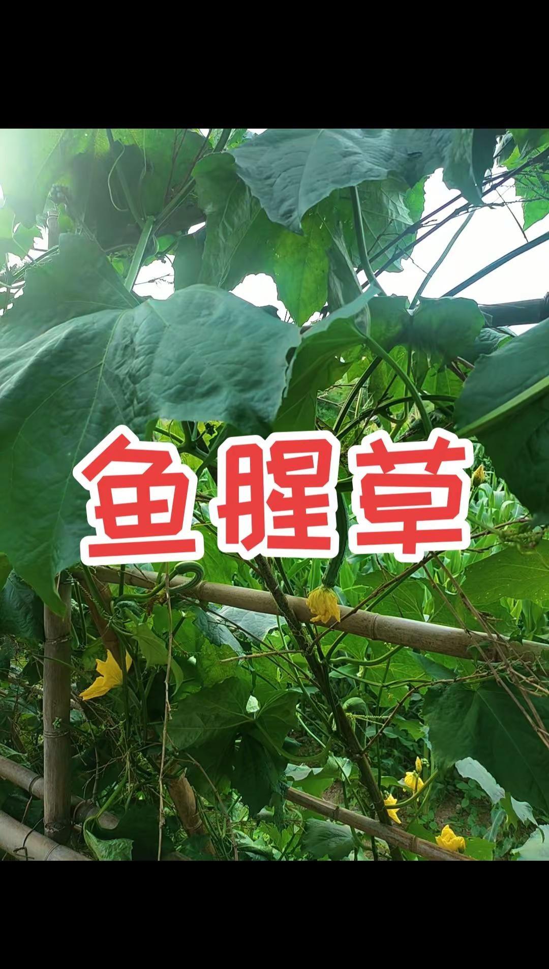 少年负壮气，奋烈自有时。吴宜泽摘冠，成为斯诺克史上第1位斩获该项大赛冠军的00后