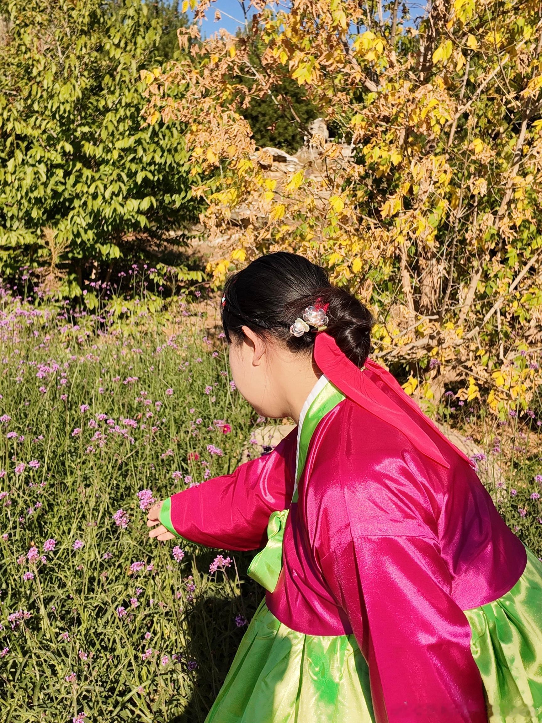 🏕️秋野与格桑花🌸 大连·大连旅顺华酝牡丹小镇