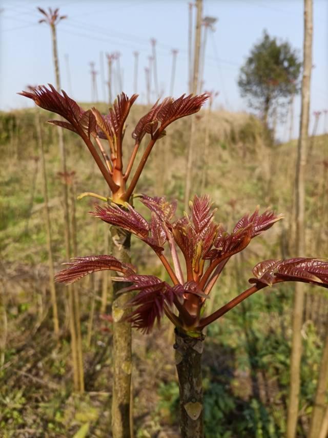 天南地北大拜年你吃过这道春天的美味佳肴香椿芽吗？