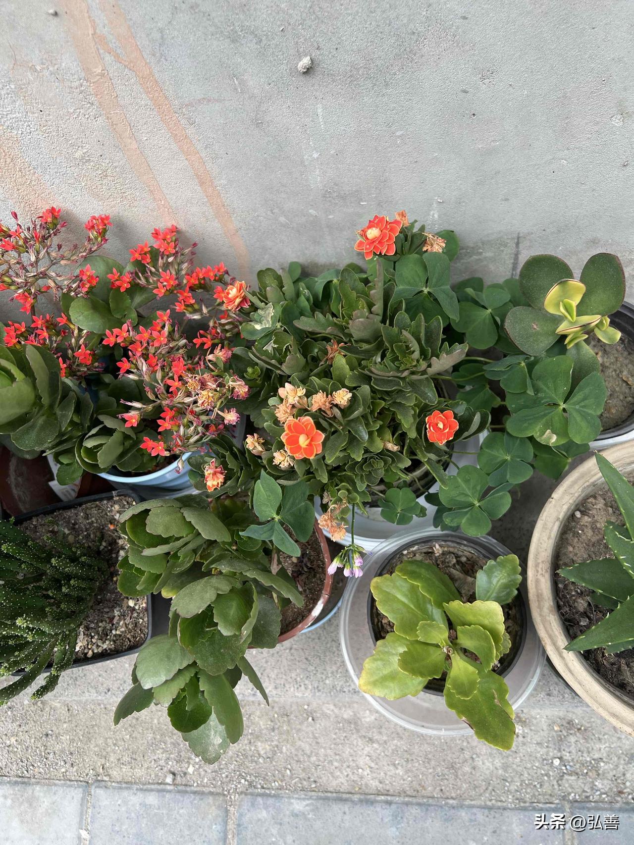 什刹海后海的景色，真的绝了！春日里，岸边垂柳依依，嫩绿的枝条垂落水面，微风一吹，