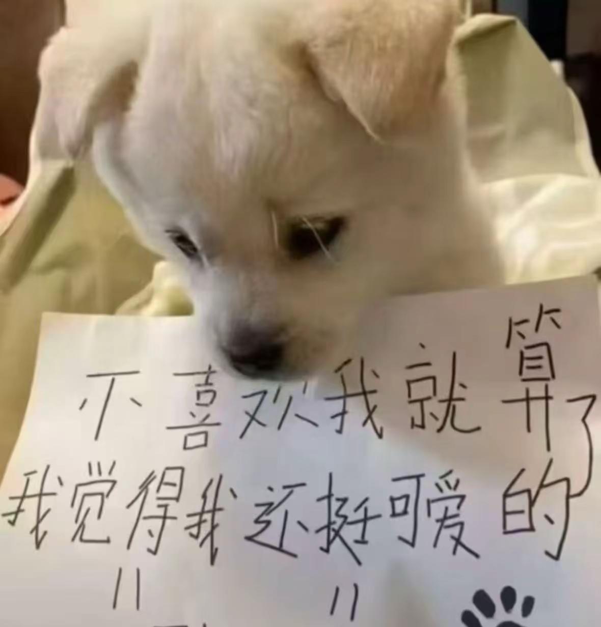 想做你的小狗 原相机live 狂犬疫苗 帅哥vlog日常