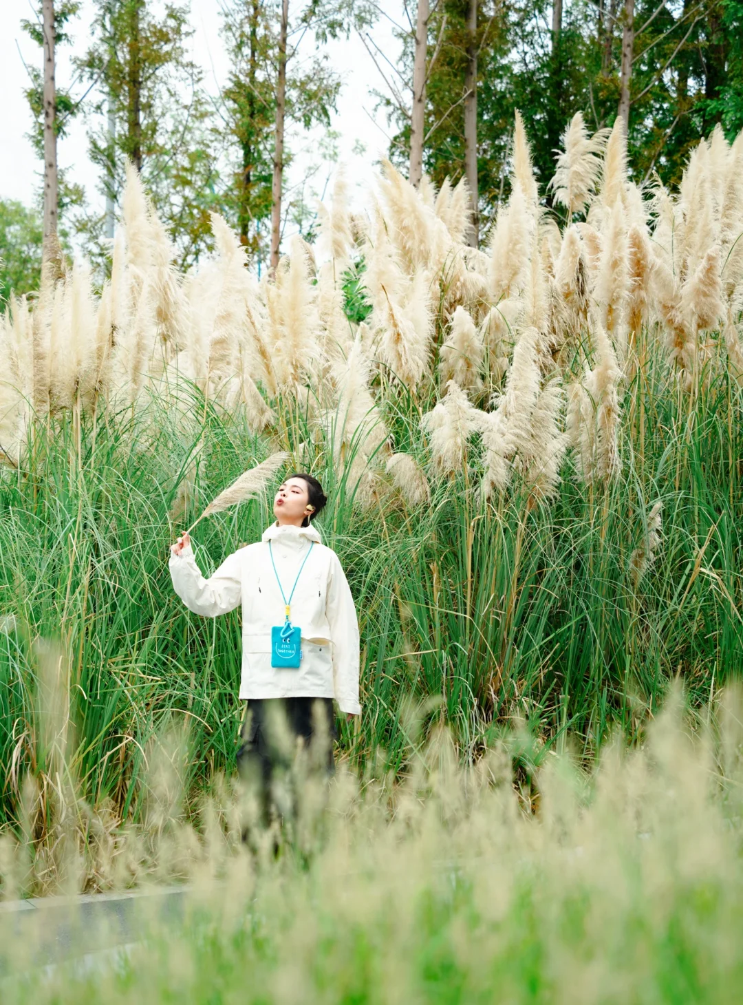 成都成都！！无人的芦苇荡！！毛绒绒的好治
