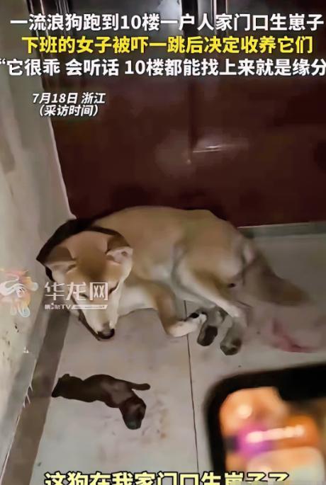 这就是缘分！浙江，女子下班回到家门口后，突然闻到一股血腥味。她赶紧掏出手电筒，光