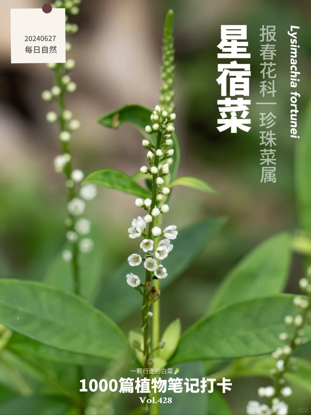 植物笔记428 | 你见过长在地上的小星星吗？