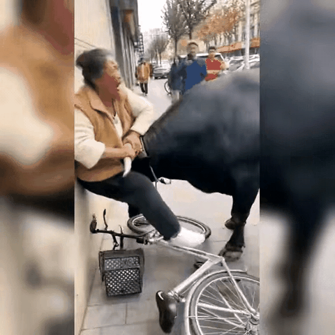 一大妈被一头壮硕的大黑牛用角抵在墙上动弹不得，无奈的大妈崩溃大喊，万万没想到周围