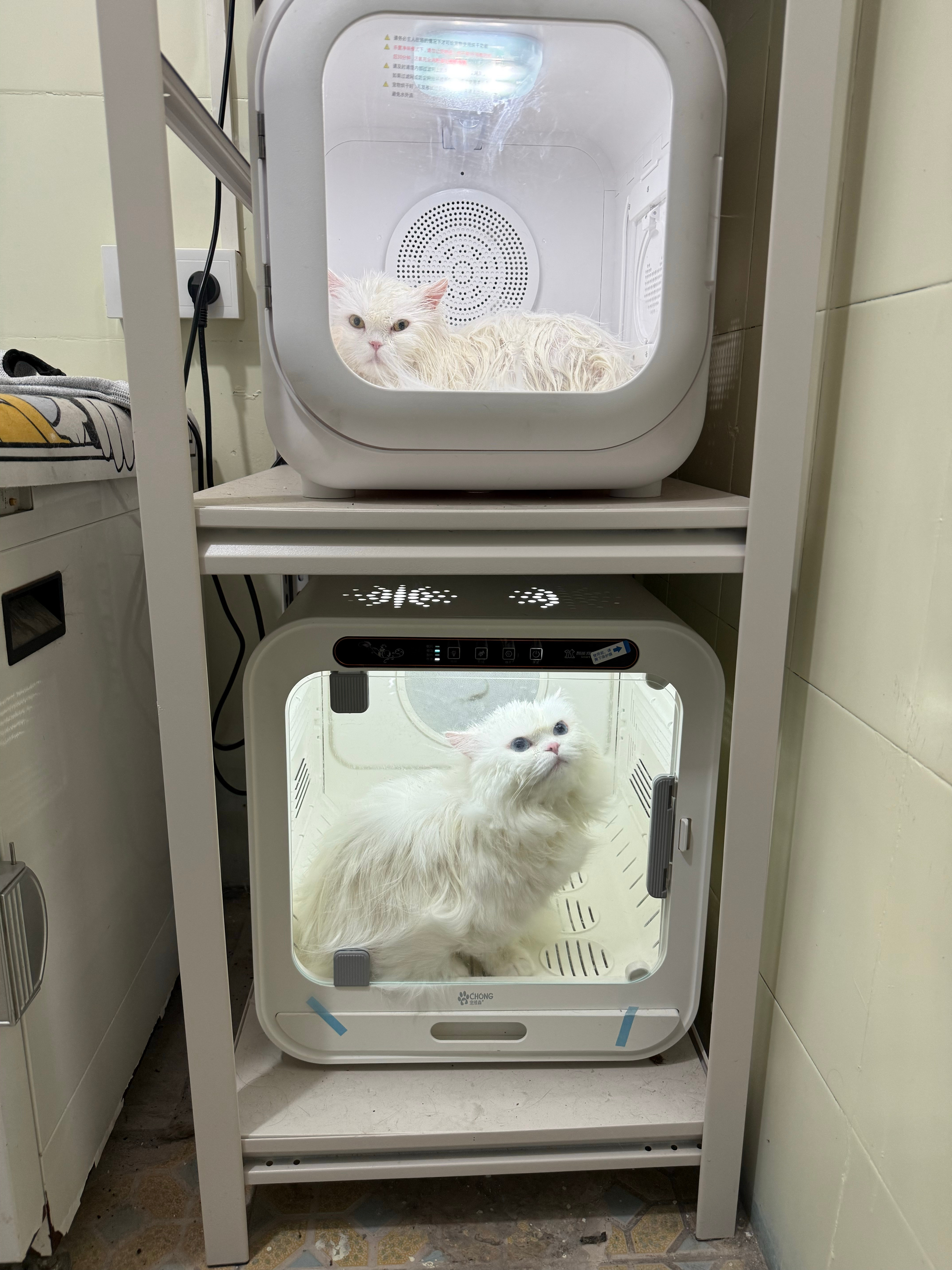 今天的主线任务：带家里两只毛孩子搓澡一个生无可恋，一个探头探脑。我和猫咪的日常