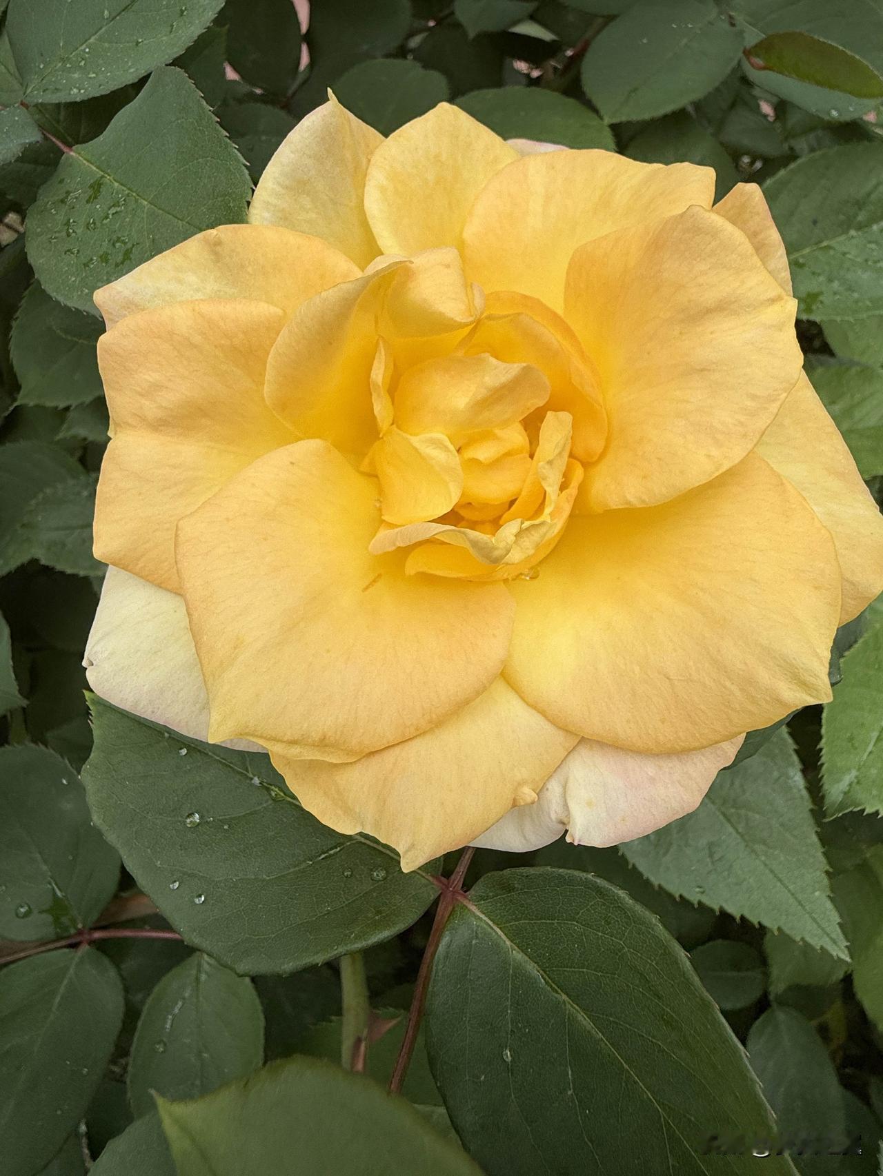 【小对联】
上：……？
下：师父。