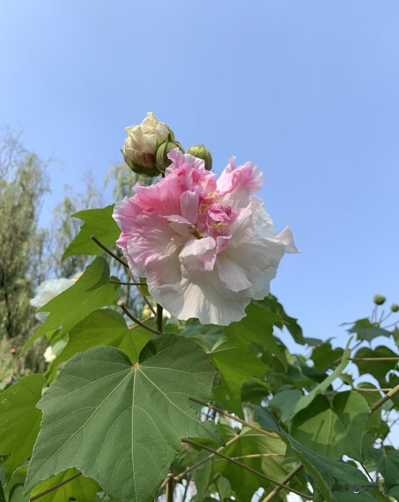 怎么办？芙蓉和木槿，傻傻分不清？
芙蓉会变色，惊艳到我了
都说十月芙蓉赛牡丹
都