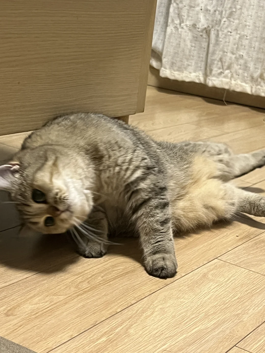 🙋‍♀️家里有猫碰瓷