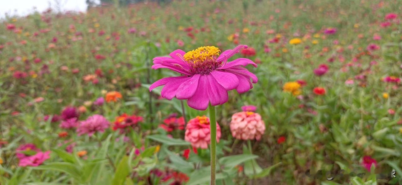 发一张你相册最近拍的花花花草草的多好看。