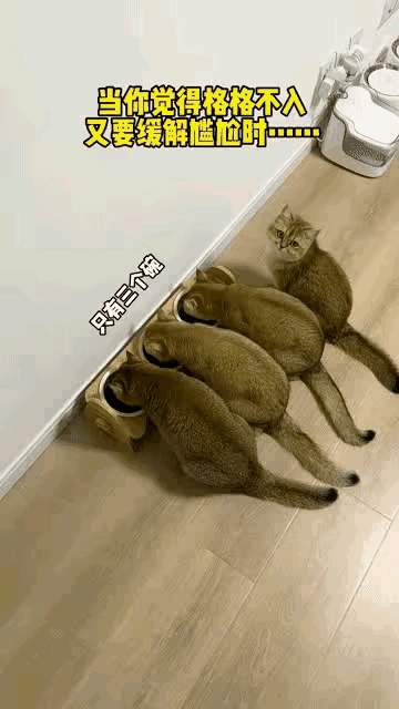 可怜的小猫，明明就像我失业了一样，还得每一天早晨8点，拎着包，装模作样去上班，在