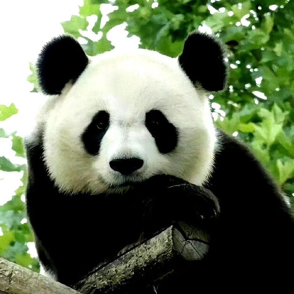 遇见萌兰的你，许愿超灵 ​​​