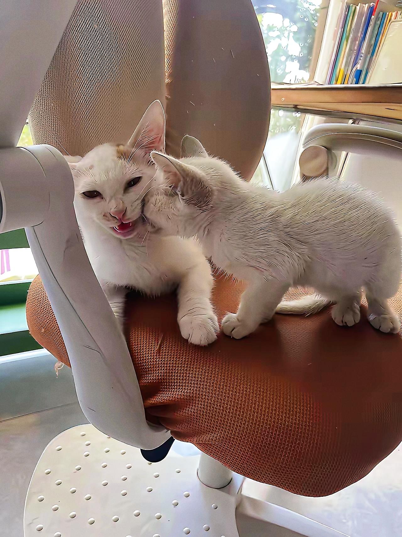 医院门口被“碰瓷”？这只大肚子猫，竟带了场生命奇迹！
 
谁能想到去医院办事，会