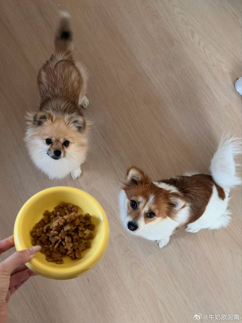 清点一下库存发现黑巧克力少了好多原来是自己每天吃来降皮质醇了🫰🏻 