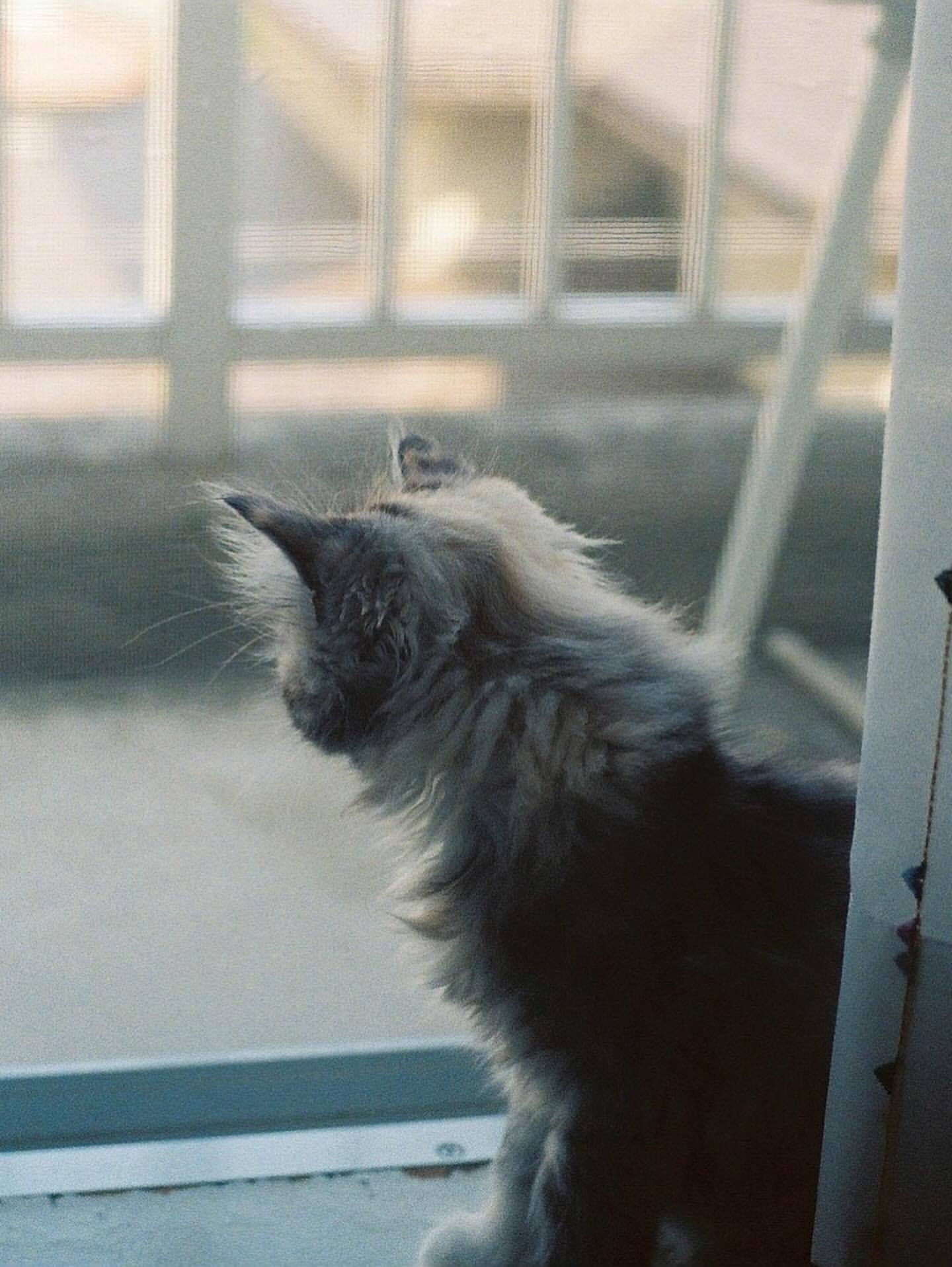 小山モモ🐈  🥐摄影/ ame_ameiro  