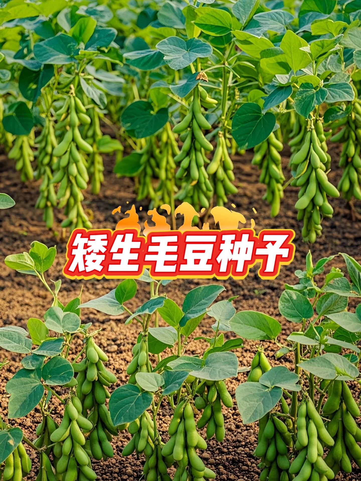 想在家轻松种出丰收的毛豆吗？这款矮生毛豆种子是你的绝佳之选！无需太多空...