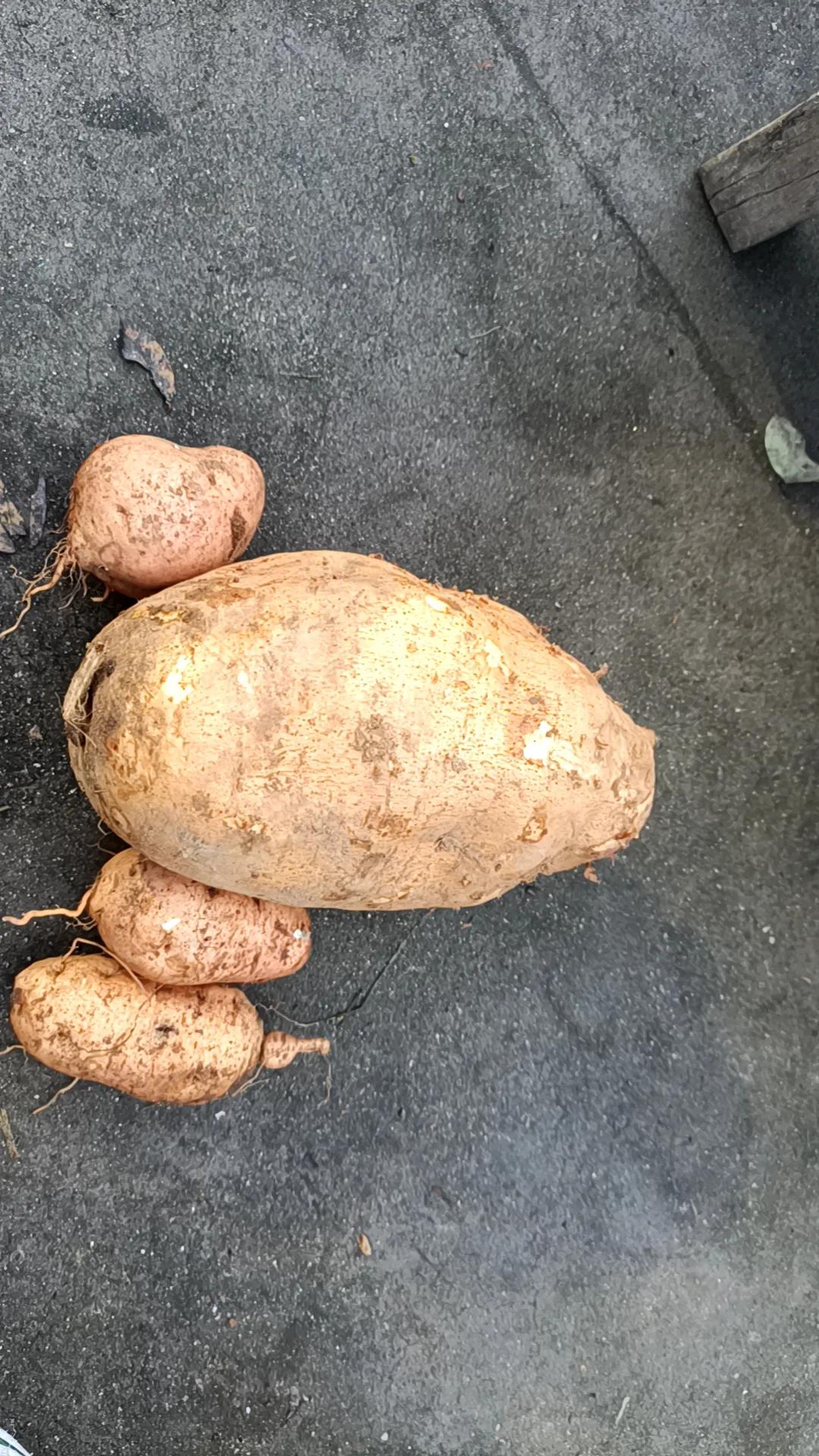 老家的红薯成精了[大笑][大笑][大笑]。远离城市的喧嚣，时不时体验一下乡村的生