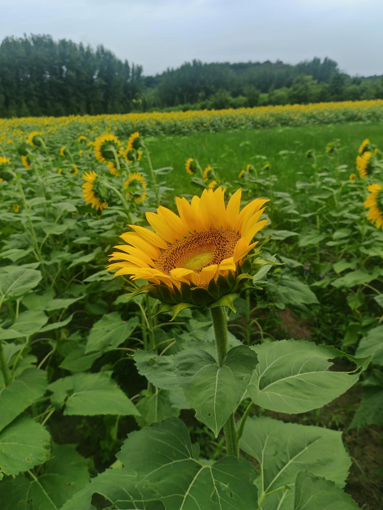 随手拍向日葵花画面中心一朵向日葵肆意盛放，明黄花瓣层层舒展，棕褐色花盘饱满厚实，