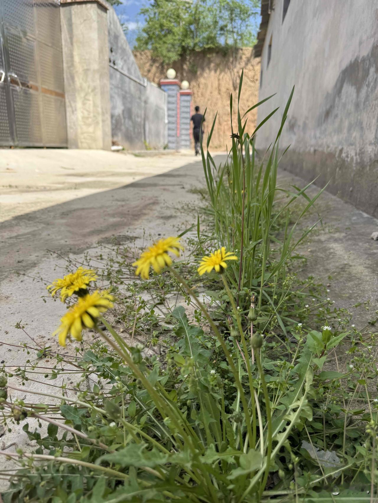 重回故宅，这院子是他亲手盖起，眼前一切皆是我匆匆收拾的半成品。他走后再也提不起劲