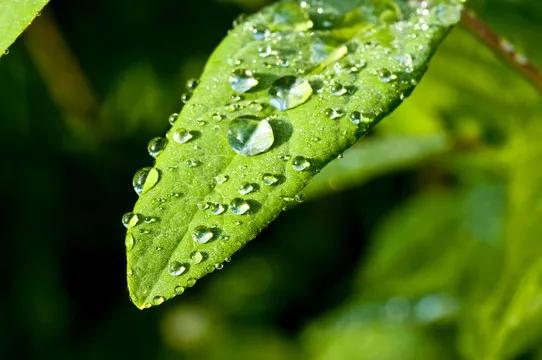 我这里下雨了，你那里下雨了吗？
自早上开始，天津便开始下雨，看天气预报说是中到大