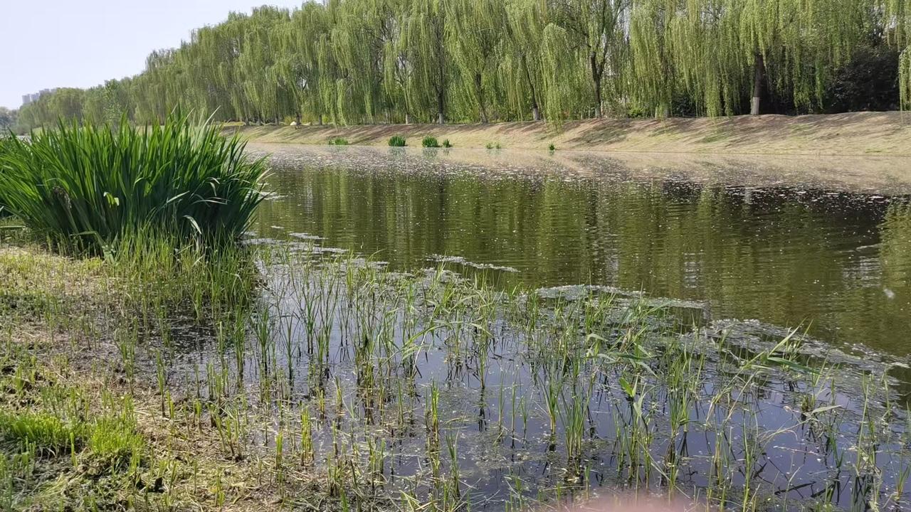 形意拳要学会闪打，
形意练出八卦掌的味道，
才是大智慧，
既要会顾打，也要会闪打