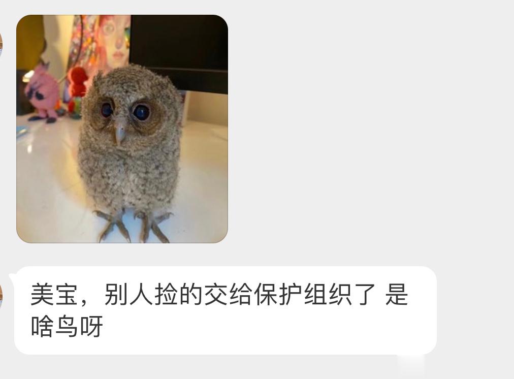 是一只【领角鸮】🦉宝宝像羊毛毡🙊 ​​​