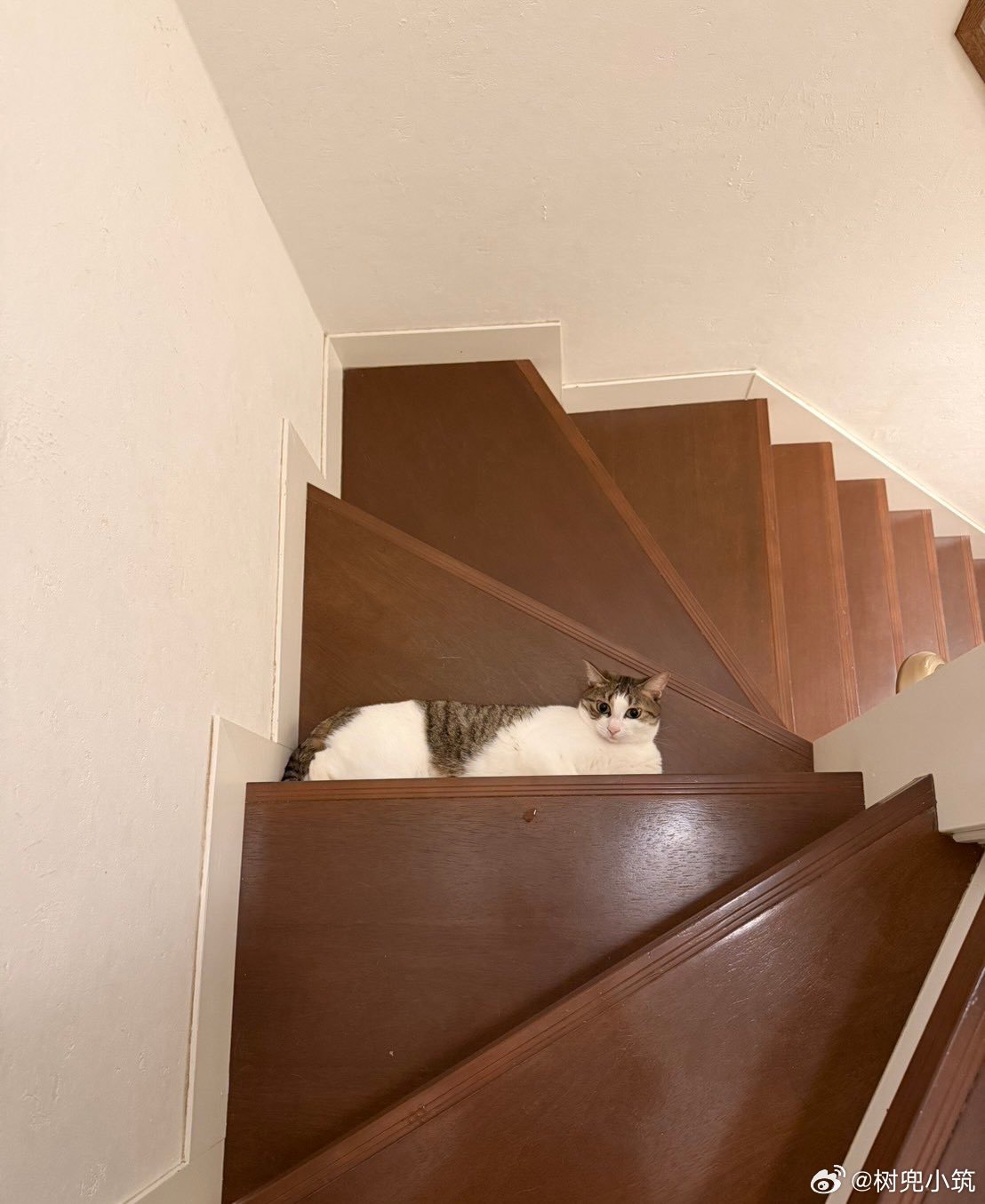 小猫和楼梯完美融合，差点被这张视错觉照片糊弄住