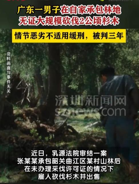 广东乳源，男子在自家承包的林地上进行大规模采伐，共2公顷杉木被砍倒。后经人举报，
