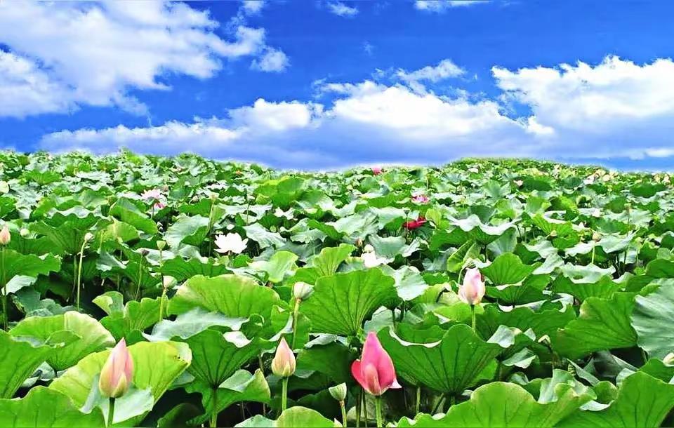 荷叶的妙用        荷叶：清暑升阳，祛湿消脂。        荷叶味苦、涩