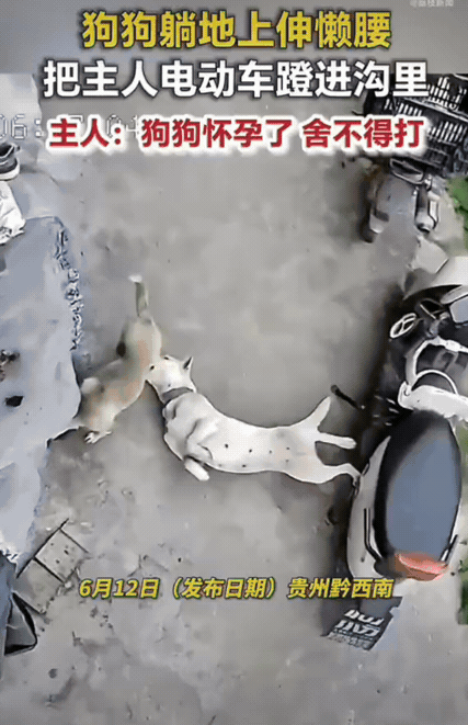 笑不活了！贵州，女生养的两只田园狗在路边玩耍。其中一只小白狗懒洋洋地伸懒腰，四条