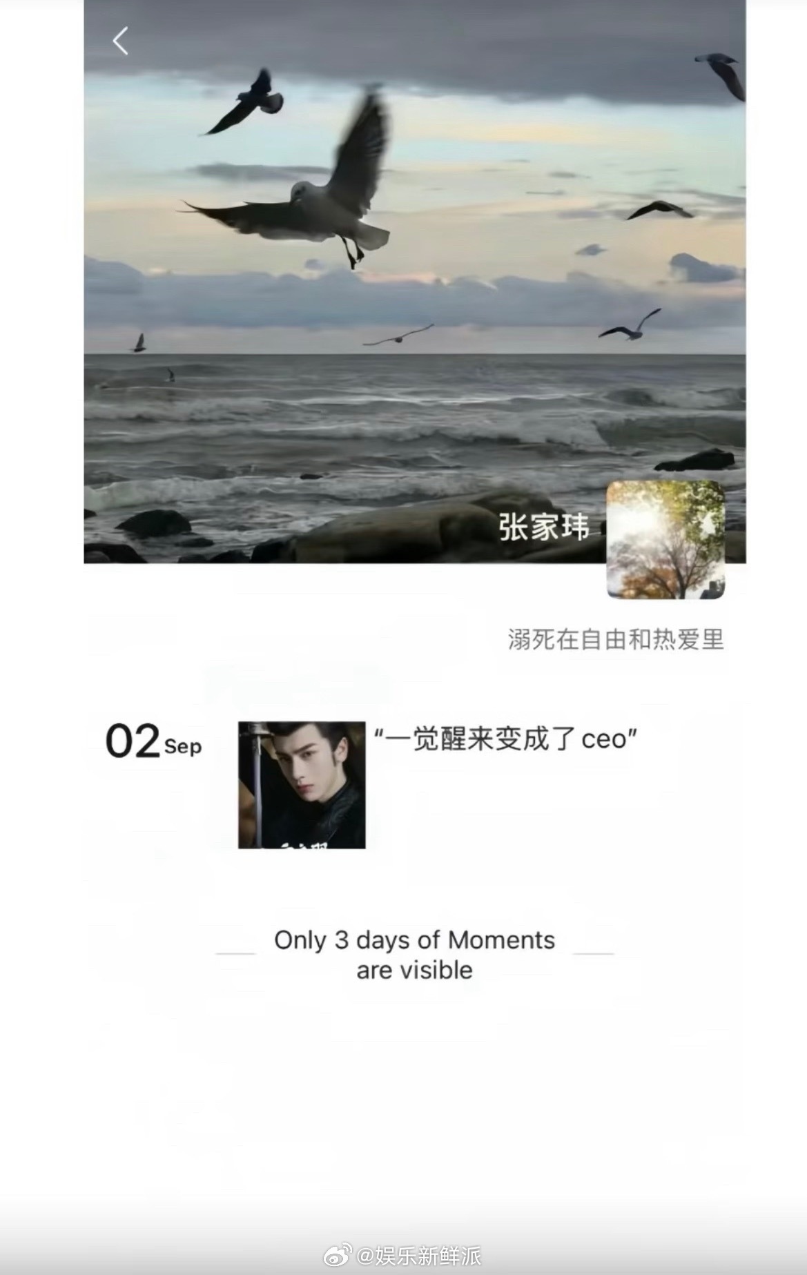 和张凌赫的共同点是爱装修朋友圈 朋友圈新背景图🈶️！绿意盎然的光影壁纸，氛围感