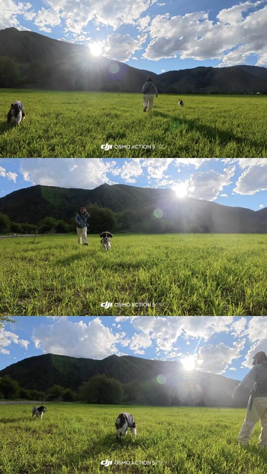 甲根坝是每只小狗的快乐老家
