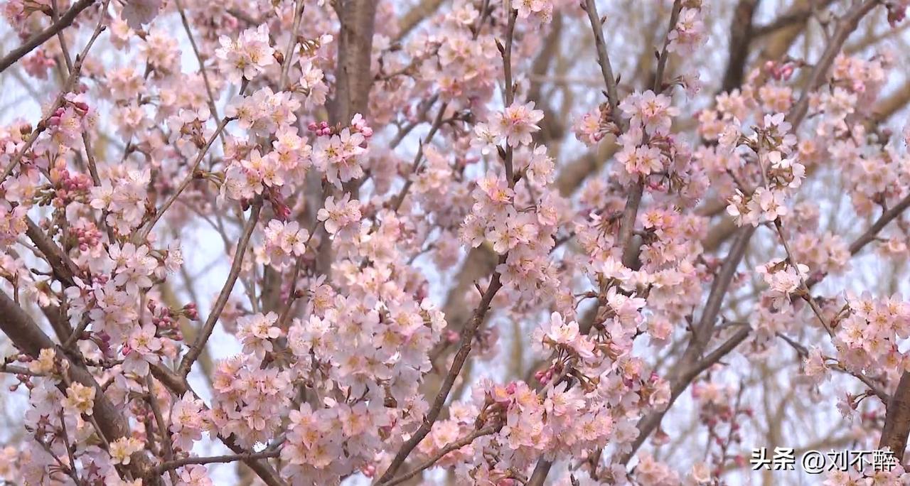 当今社会，仇恨教师的比仇恨贪官的还多！
当初，教师被打成“臭老久”的时候，为什么