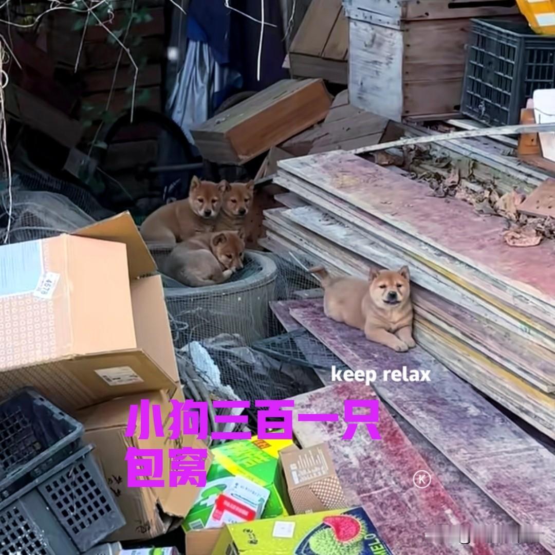 广西的一位粉丝朋友，家里的母狗下了一窝小狗。这窝小狗原本有五只，只活下来了四只。