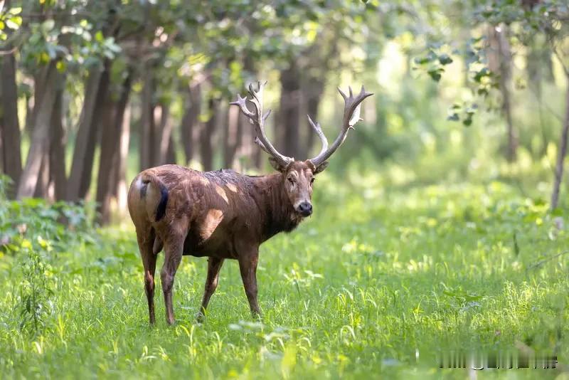 探秘，鹿与人参的奇幻小说探秘鹿与人参的奇幻传说

宝子们，鹿和人参在咱们传统文化