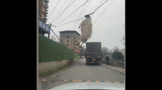 史上最“悬”羊生！货车跑了，羊被电线吊半空荡秋千
 
离谱到让人屏住呼吸！运羊货